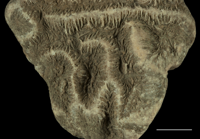 Holotype of Leptoria eocaenica Reuss Holotype of Leptoria eocaenica Reuss