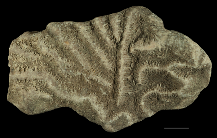 Holotype of Leptoria eocaenica Reuss Holotype of Leptoria eocaenica Reuss