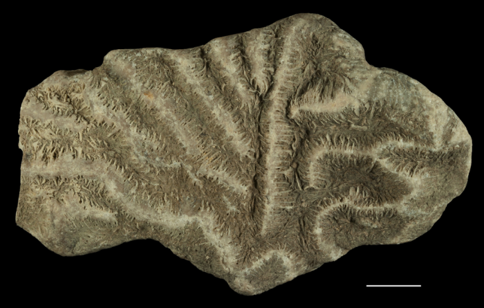 Holotype of Leptoria eocaenica Reuss