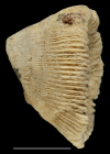 Holotype of Leptaxis elliptica Reuss