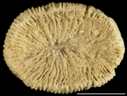 Holotype of Leptaxis elliptica Reuss