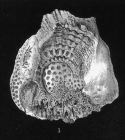 original figure of Cyathocoenia incrustans type species of the genus
