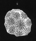 original figure of 