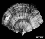 Flabellum pavoninum, Lateral view of Lectotype