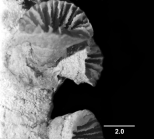 Blastotrochus	nutrix, NMW 15500, enlargement of lateral anthoblasts