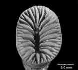 Blastotrochus 	nutrix, NMW 15500, view of calice