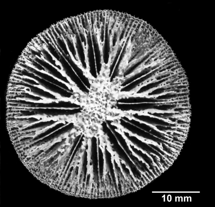 Letepsammia formosissima, Syntype, calicular view Letepsammia formosissima, Syntype, calicular view