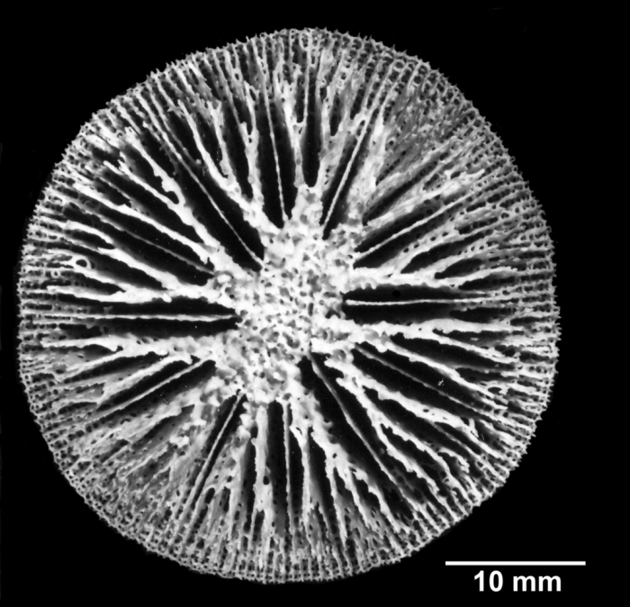 Letepsammia formosissima, Syntype, calicular view