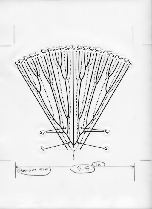 Letepsammia formosissima, diagrammatic representation Letepsammia formosissima, diagrammatic representation
