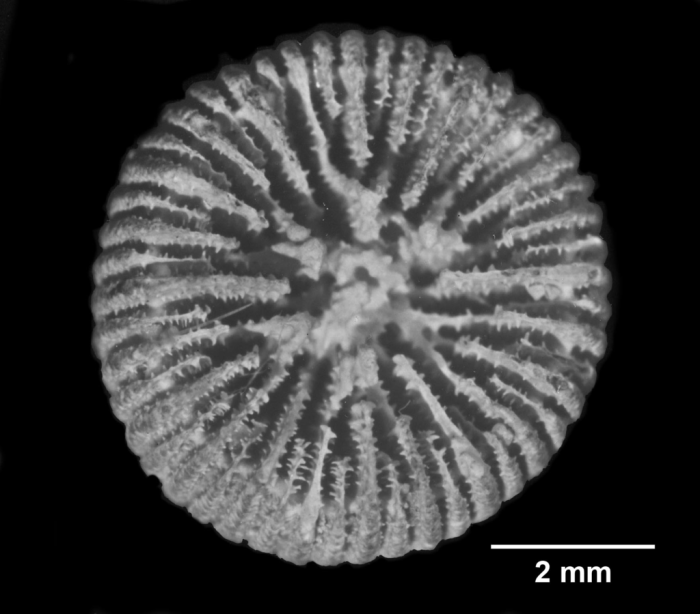 Notocyathus conicus, calicular view of largest Syntype Notocyathus conicus, calicular view of largest Syntype