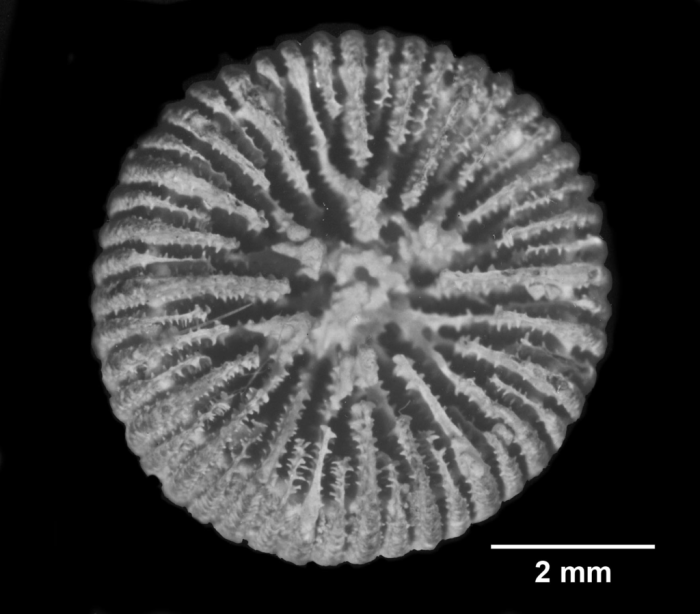 Notocyathus conicus, calicular view of largest Syntype