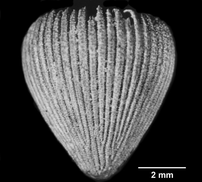 Notocyathus conicus, lateral view of slightly smaller Syntype Notocyathus conicus, lateral view of slightly smaller Syntype