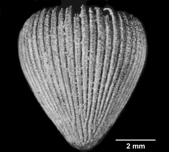 Notocyathus conicus, lateral view of slightly smaller Syntype