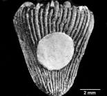 Notocyathus conicus, lateral view of Holotype