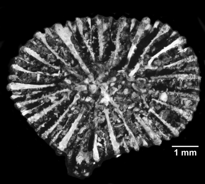 Notocyathus viola, calicular view of Holotype Notocyathus viola, calicular view of Holotype