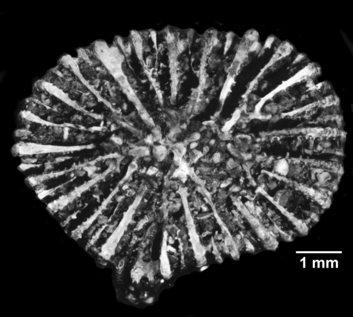 Notocyathus viola, calicular view of Holotype