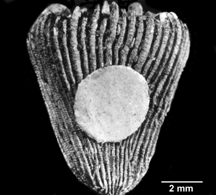 Notocyathus conicus, lateral view of Holotype Notocyathus conicus, lateral view of Holotype