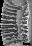 Placotrochus laevis, view of broken corallum revealing septal sinuosity and lamellar columella