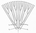 Rhombopsammia niphada, diagrammatic representation of one system