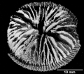 Anthozoa