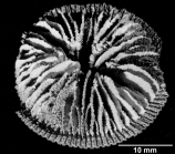 Rhombopsammia squiresi, Holotype, calicular view