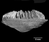Rhombopsammia squiresi, Holotype, lateral view