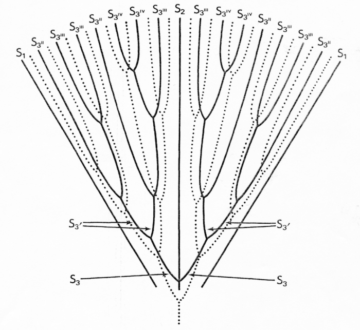 Stephanophyllia fungulus., Diagrammatic representation of one system of S. fungulus, a micrabaciid with 98 septa. Stephanophyllia fungulus., Diagrammatic representation of one system of S. fungulus, a micrabaciid with 98 septa.