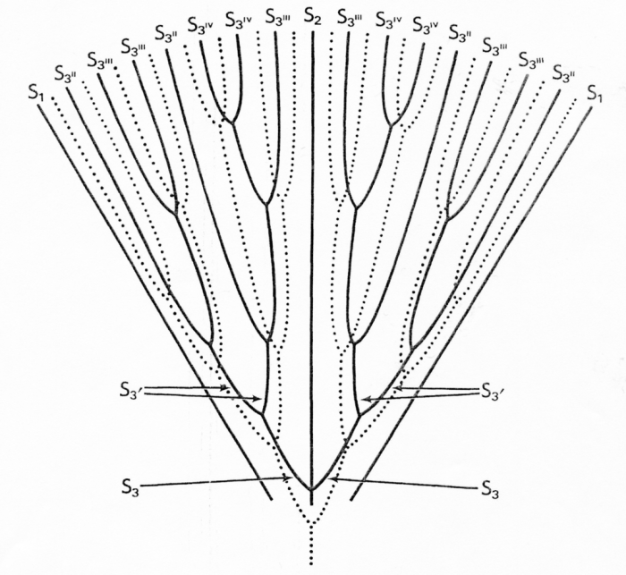 Stephanophyllia fungulus., Diagrammatic representation of one system of S. fungulus, a micrabaciid with 98 septa.