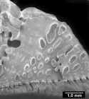Stephanophyllia fungulus, massive costal synapticulae.