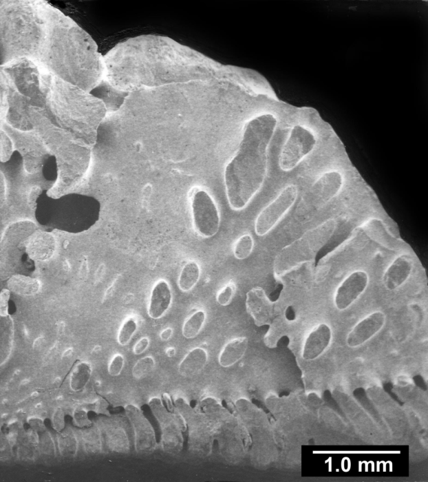 Stephanophyllia fungulus, massive costal synapticulae. Stephanophyllia fungulus, massive costal synapticulae.
