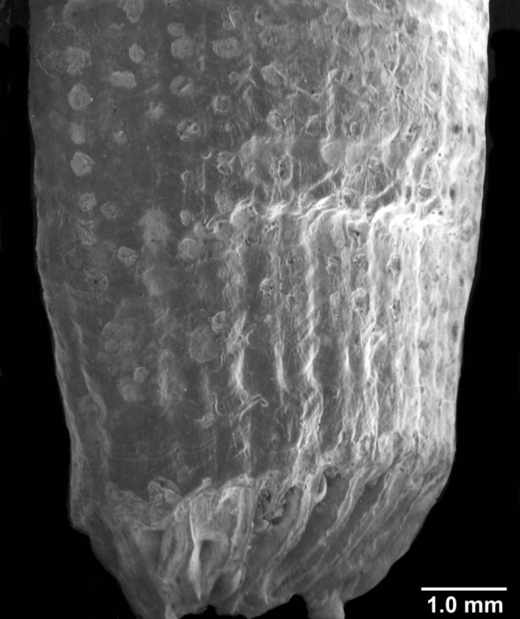 Truncatoguynia irregularis, lateral view of anthocyathus showing basal scar and exterior thecal spotting