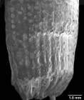 Truncatoguynia irregularis, lateral view of anthocyathus showing basal scar and exterior thecal spotting