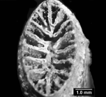 Truncatoguynia irregularis, Holotype, calicular view.