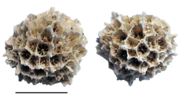 Name of object: StylocoeniaType Specimen: Not a TypePreparation Method: UnknownImaging Method: Unknown