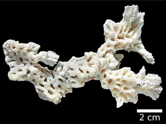 Holotype of Platygyra zelli Veron, Pichon & Best Holotype of Platygyra zelli Veron, Pichon & Best