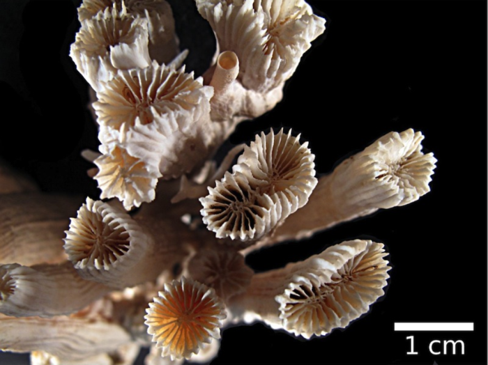 Syntype of Caulastraea furcata Dana, 1846 Syntype of Caulastraea furcata Dana, 1846