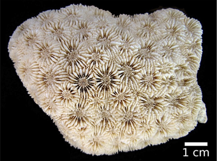 Syntype of Orbicella minikoiensis Gardiner, 1904 Syntype of Orbicella minikoiensis Gardiner, 1904