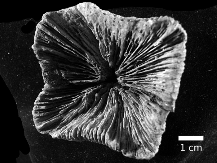 Holotype of Madrepora lacera Pallas, 1766 Holotype of Madrepora lacera Pallas, 1766