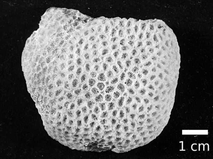 Holotype of Astraea versipora Lamarck 1816