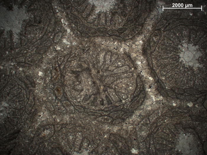 Metaulastraea pompeckji Dietrich, 1926, holotype Metaulastraea pompeckji Dietrich, 1926, holotype