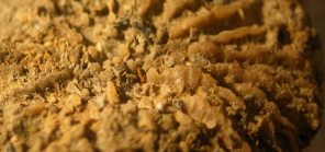 Lectotype of the type species of Discocoeniopsis