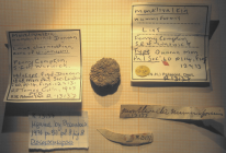 Lectotype of the type species of Discocoeniopsis