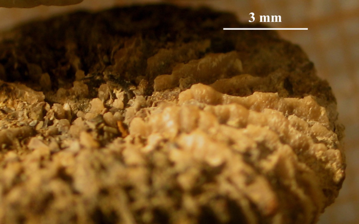 Lectotype of the type species of Discocoeniopsis Lectotype of the type species of Discocoeniopsis