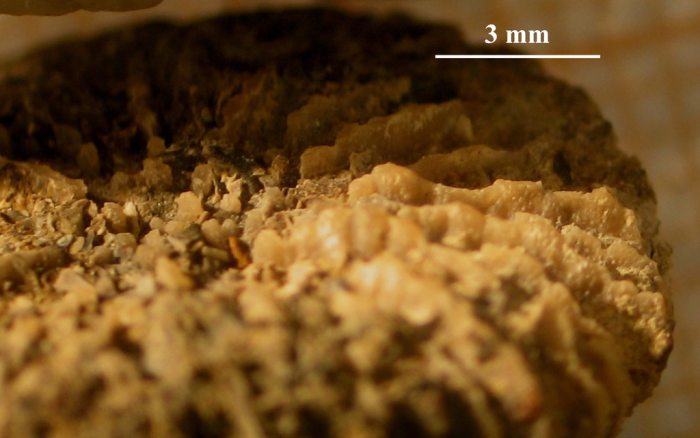 Lectotype of the type species of Discocoeniopsis