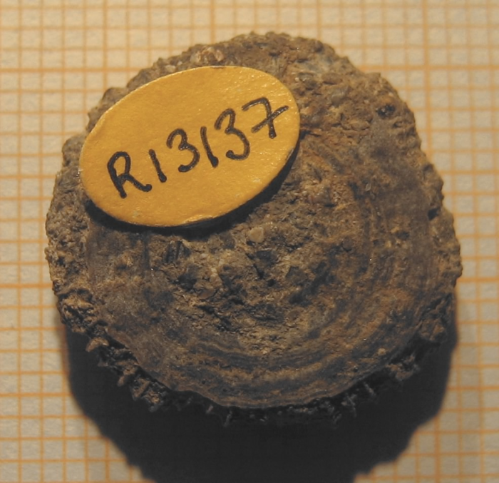 Lectotype of the type species of Discocoeniopsis Lectotype of the type species of Discocoeniopsis