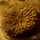 Lectotype of the type species of Discocoeniopsis