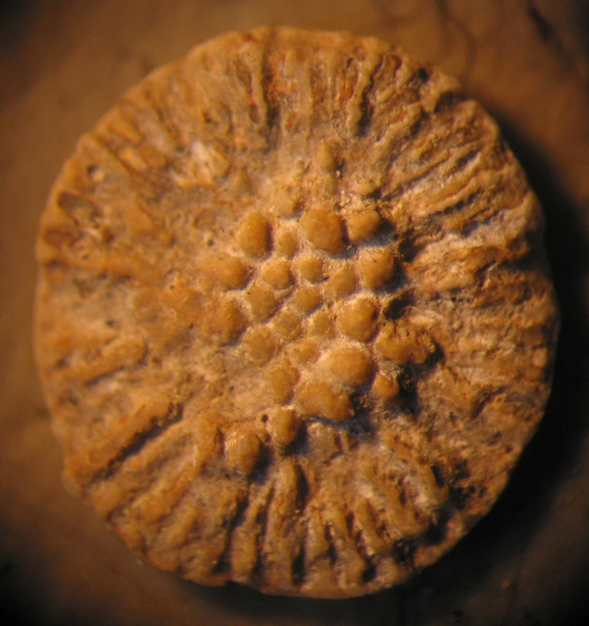 Syntype of the type species of Thecocyathus Syntype of the type species of Thecocyathus