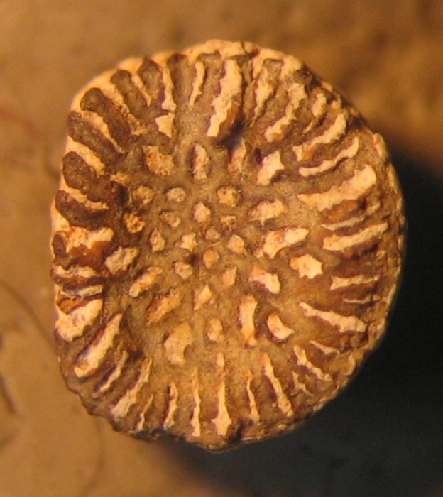 Syntype of the type species of Thecocyathus Syntype of the type species of Thecocyathus