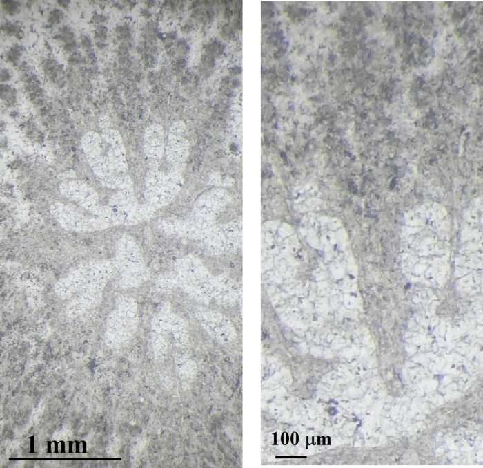 Heliocoenia gracilis Heliocoenia gracilis