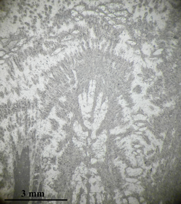 Heliocoenia gracilis Heliocoenia gracilis